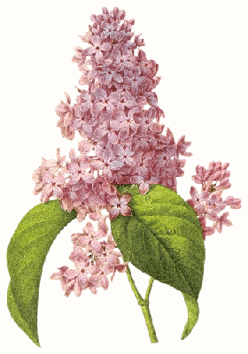 Gałązka bzu